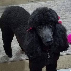 Meet your Posher, Annie